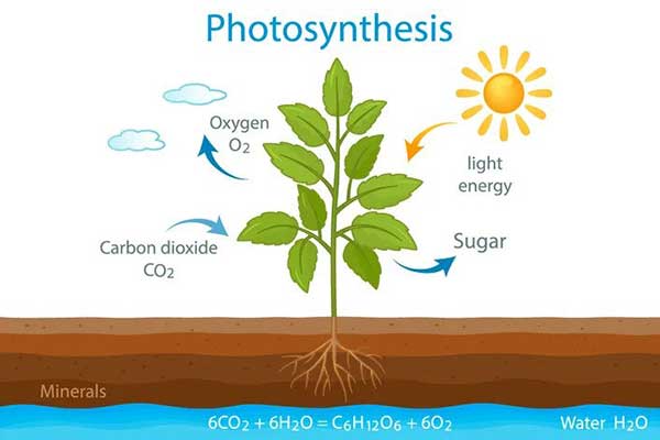 Photosynthesis Trivia Quiz