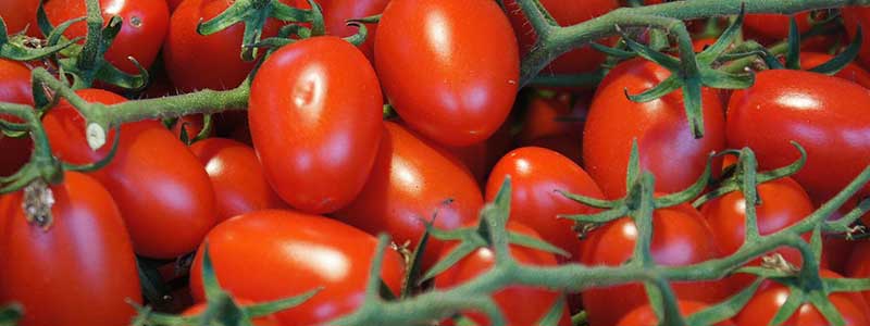 Growing Tomatoes: All you need to know
