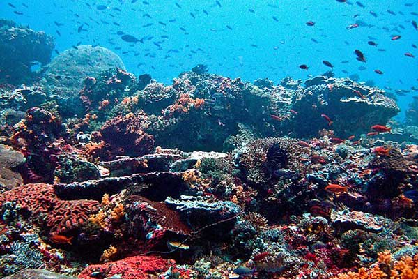 Coral Sea MCQ Quiz