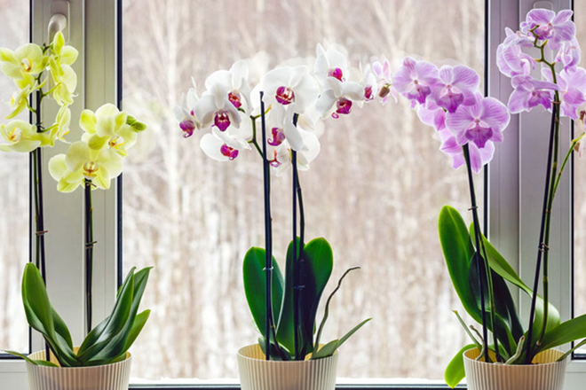MCQ Trivia Quiz: Orchids Beauty and Deception